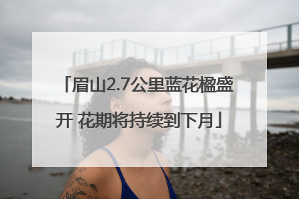 眉山2.7公里蓝花楹盛开 花期将持续到下月
