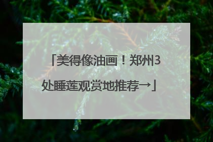 美得像油画！郑州3处睡莲观赏地推荐→