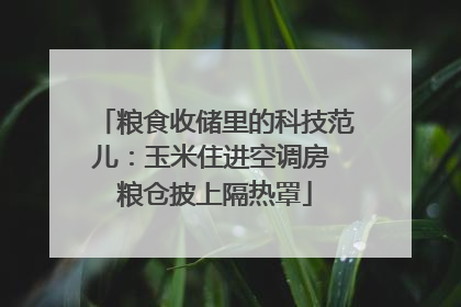 粮食收储里的科技范儿：玉米住进空调房 粮仓披上隔热罩