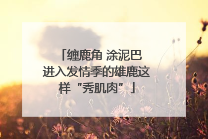 缠鹿角 涂泥巴 进入发情季的雄鹿这样“秀肌肉”