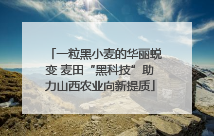一粒黑小麦的华丽蜕变 麦田“黑科技”助力山西农业向新提质