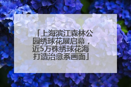 上海滨江森林公园绣球花展启幕，近5万株绣球花海打造治愈系画面