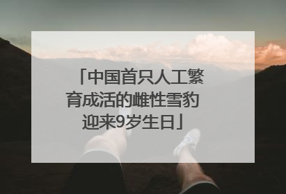 中国首只人工繁育成活的雌性雪豹迎来9岁生日
