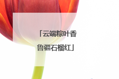 云端粽叶香 鲁疆石榴红