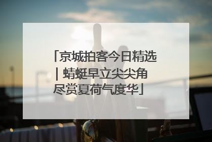京城拍客今日精选｜蜻蜓早立尖尖角 尽赏夏荷气度华