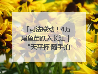 司法联动！4万尾鱼苗跃入长江｜“天平杯·随手拍”作品展播