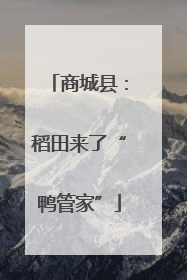 商城县：稻田来了“鸭管家”