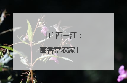 广西三江：菌香富农家