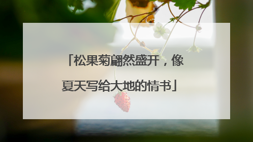 松果菊翩然盛开，像夏天写给大地的情书