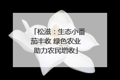 松滋：生态小番茄丰收 绿色农业助力农民增收