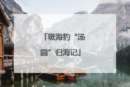 斑海豹“汤圆”归海记