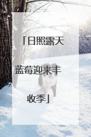 日照露天蓝莓迎来丰收季