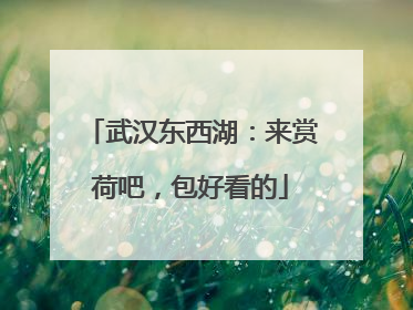 武汉东西湖：来赏荷吧，包好看的