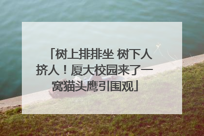 树上排排坐 树下人挤人！厦大校园来了一窝猫头鹰引围观