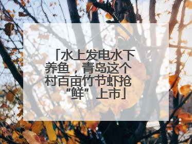 水上发电水下养鱼，青岛这个村百亩竹节虾抢“鲜”上市