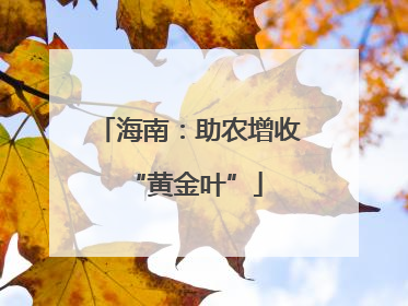 海南：助农增收 “黄金叶”