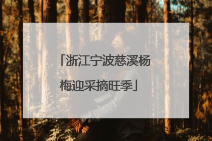 浙江宁波慈溪杨梅迎采摘旺季