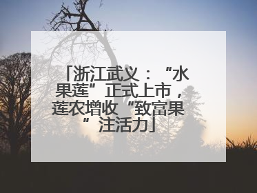 浙江武义：“水果莲”正式上市，莲农增收“致富果”注活力