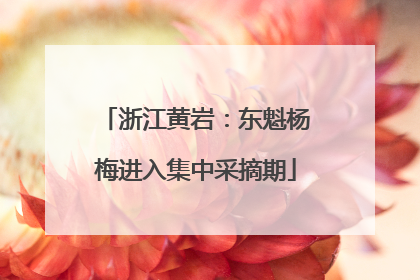 浙江黄岩：东魁杨梅进入集中采摘期