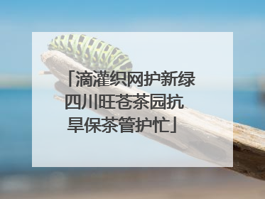 滴灌织网护新绿 四川旺苍茶园抗旱保茶管护忙