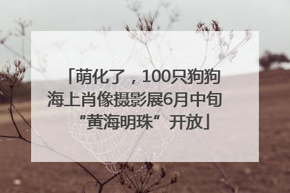 萌化了，100只狗狗海上肖像摄影展6月中旬“黄海明珠”开放