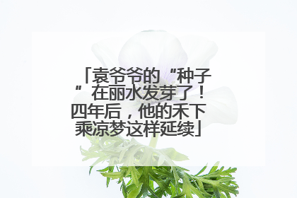 袁爷爷的“种子”在丽水发芽了！四年后，他的禾下乘凉梦这样延续