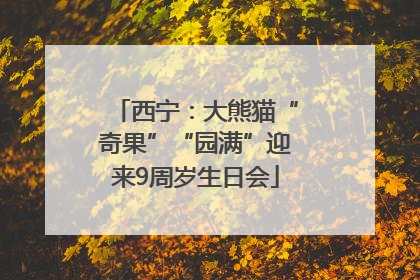 西宁：大熊猫“奇果”“园满”迎来9周岁生日会