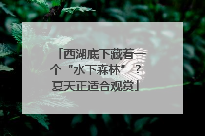 西湖底下藏着一个“水下森林”？夏天正适合观赏