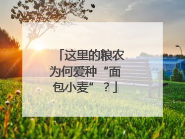 这里的粮农为何爱种“面包小麦”？