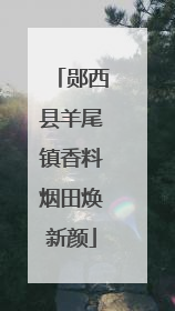 郧西县羊尾镇香料烟田焕新颜