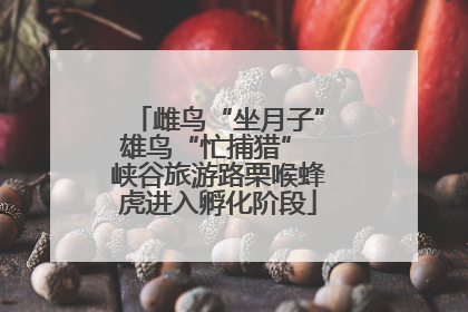 雌鸟“坐月子”雄鸟“忙捕猎” 峡谷旅游路栗喉蜂虎进入孵化阶段