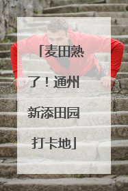 麦田熟了！通州新添田园打卡地