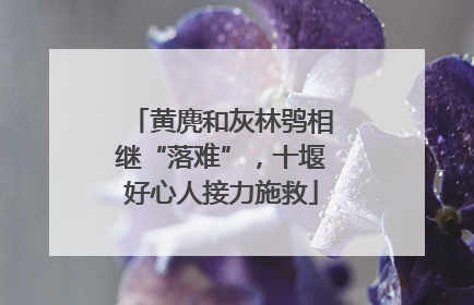 黄麂和灰林鸮相继“落难”，十堰好心人接力施救