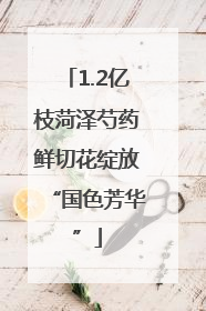 1.2亿枝菏泽芍药鲜切花绽放“国色芳华”