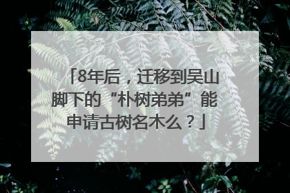 8年后，迁移到吴山脚下的“朴树弟弟”能申请古树名木么？